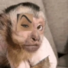 Reações + macacos 🐒 11
