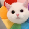 🤪Animalitos para tu chat🤪 13