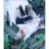 Gatos 7