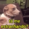 VOLTO JÁ (OU NÃO)🤪 7