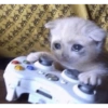 Gatinhos 11