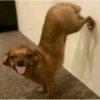Perrito 7