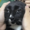 Gatos 24