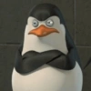 Meme Penguin 🐧 14
