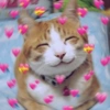 Gatos Amor🩷💙❤️💚💛 26