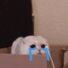 Sad cats and kittens 😭 9
