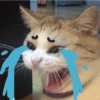 Sad cats and kittens 😭 12