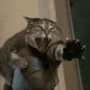 Memes de gatos 16