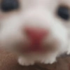 Kucing Anomali 3 13