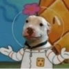 Animalitos para tu chat 8