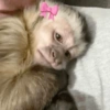 Reações + macacos 🐒 7