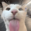 Kucing ngambek  7