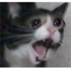 Gatinhos 25