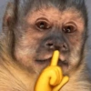 Macaco 🐵 14