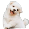 Random para whatsapp 🐶 7