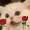 Gatos 2😎 6