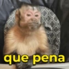 que pena