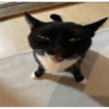 Gatos 17