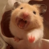 Ratinho debochado  15