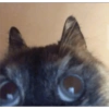 Gatos & Outros Animais 21
