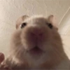 Hamster 14