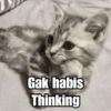 Meme Kucing Cute 🐱 12