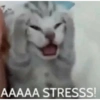 Sad cats 5