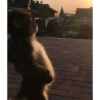 Shrek 18