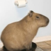 🍃 CAPYBARA MOODS 🍃 15