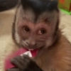 Macaquinho  6