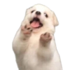 Random para whatsapp 🐶 9