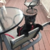 Black Cat Mood 15