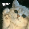 Meme Kucing Cute 🐱 7