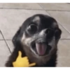 Perrito 10