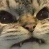 Gatinhos 29