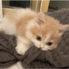 Kucing Lucu 1 23