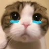Sad cats and kittens 😭 6