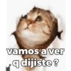 Gatos 17