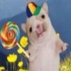 🤣Animalitos randoms🤣 8