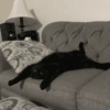Black Cat Mood 11