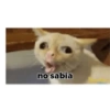 Gatos 5