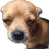 Perritos MooD #2 14