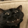 Black Cat Mood 17