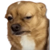 Perritos MooD #2 13