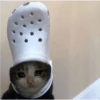 Gatinhos 28