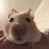 Hamster 13