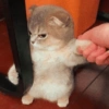 Kucing ngambek  17