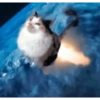 Gatos 10