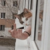 GATOS SENDO MEMES 😹 14