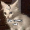 Patrick meme Indonesia 15